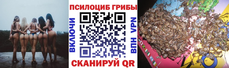 магазин    Урень  Галлюциногенные грибы Cubensis 